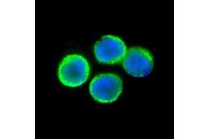 Immunofluorescent TNFRSF1A detection in human lymphocytes (green fluorescence). (TNFRSF1A anticorps  (N-Term))
