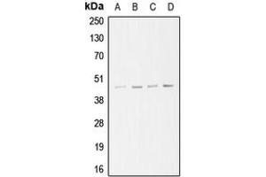 Western blot analysis of ARP3 expression in A549 (A), Jurkat (B), HeLa (C), A431 (D) whole cell lysates. (ANGPTL6 anticorps  (C-Term))