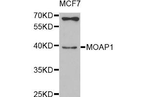 Western blot analysis of extracts of MCF7 cell line, using MOAP1 antibody.
