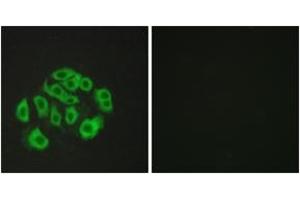 Immunofluorescence analysis of HepG2 cells, using Mucin-14 Antibody. (Endomucin anticorps  (AA 201-250))