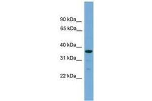 Image no. 1 for anti-Hyaluronan and Proteoglycan Link Protein 2 (HAPLN2) (C-Term) antibody (ABIN6745163) (HAPLN2 anticorps  (C-Term))