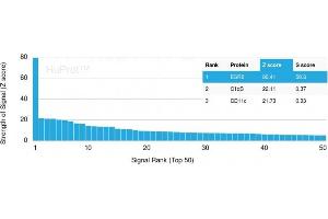 Analysis of Protein Array containing more than 19,000 full-length human proteins using Estrogen Receptor beta-1 Mouse Monoclonal Antibody (ESR2/3005) Z- and S- Score: The Z-score represents the strength of a signal that a monoclonal antibody (Monoclonal Antibody) (in combination with a fluorescently-tagged anti-IgG secondary antibody) produces when binding to a particular protein on the HuProtTM array.