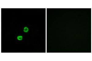 Immunofluorescence (IF) image for anti-Glucosaminyl (N-Acetyl) Transferase Family Member 7 (GCNT7) (C-Term) antibody (ABIN1850894) (GCNT7 anticorps  (C-Term))