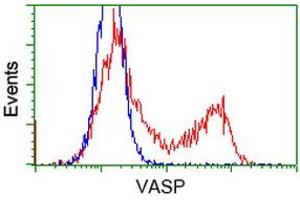 Image no. 1 for anti-Vasodilator-Stimulated phosphoprotein (VASP) antibody (ABIN1501696)