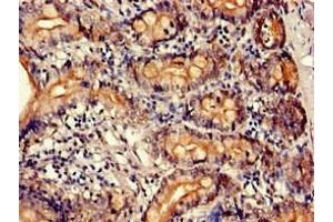 Immunohistochemistry of paraffin-embedded human small intestine tissue using ABIN7163887 at dilution of 1:100 (PTBP1 anticorps  (AA 135-292))