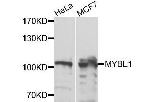 Western blot analysis of extracts of HeLa and MCF7 cells, using MYBL1 antibody. (MYBL1 anticorps)