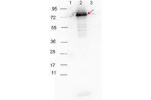 Image no. 1 for Goat anti-Rabbit IgG (Whole Molecule) antibody (HRP) (ABIN300816) (Chèvre anti-Lapin IgG (Whole Molecule) Anticorps (HRP))