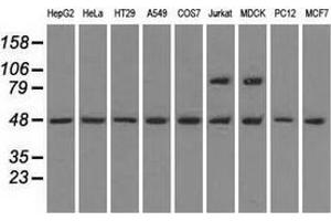 Western blot analysis of extracts (35 µg) from 9 different cell lines by using anti-LEMD3 monoclonal antibody. (LEMD3 anticorps)