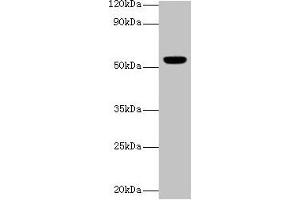 Western blot All lanes: CHRNA1 antibody at 2 μg/mL + Rat skeletal muscle tissue Secondary Goat polyclonal to rabbit IgG at 1/10000 dilution Predicted band size: 55, 52 kDa Observed band size: 55 kDa (CHRNA1 anticorps  (AA 21-255))