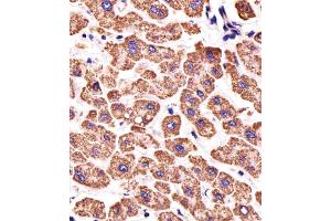 Immunohistochemical analysis of paraffin-embedded H.
