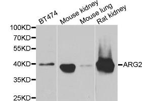 Western blot analysis of extracts of various cell lines, using ARG2 antibody. (ARG2 anticorps)
