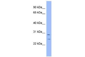 WB Suggested Anti-HEY1 Antibody Titration:  0. (HEY1 anticorps  (N-Term))