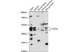 anti-Actin-Like 8 (ACTL8) (AA 1-366) antibody