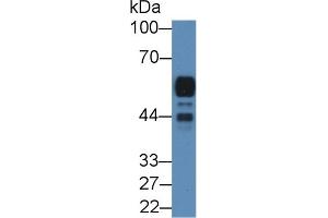 Detection of AMY2A in Rat Pancreas lysate using Polyclonal Antibody to Amylase, Alpha 2A (AMY2A) (AMY2A anticorps  (AA 201-473))