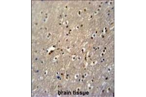 GLD2 Antibody (N-term) (ABIN651284 and ABIN2840170) immunohistochemistry analysis in formalin fixed and paraffin embedded human brain tissue followed by peroxidase conjugation of the secondary antibody and DAB staining.