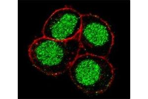 Confocal immunofluorescent analysis of FLI1 antibody with HeLa cells followed by Alexa Fluor 488-conjugated goat anti-rabbit lgG (green).
