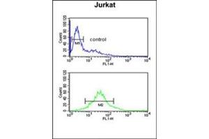 Flow cytometric analysis of Jurkat cells using PDK2 Antibody  (bottom histogram) compared to a negative control cell (top histogram). (PDK2 anticorps)