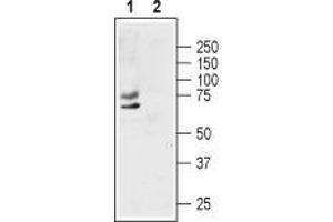 Western blot analysis of human MCF-7 breast adenocarcinoma cell lysate: - 1. (KCNA1 anticorps  (1st Extracellular Loop))