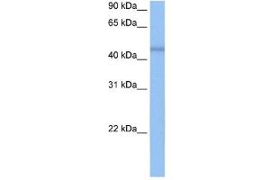 DKFZP564O0523 antibody used at 0. (C7orf64 anticorps  (C-Term))