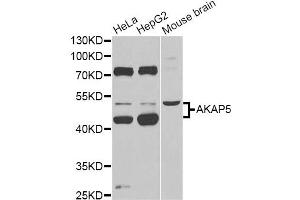 Western blot analysis of extracts of various cell lines, using AKAP5 Antibody (ABIN6291243) at 1:1000 dilution. (AKAP5 anticorps)