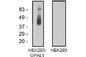 Western blotting analysis of OPAL1 in OPAL1-transfected HEK293 cells using mouse monoclonal antibody OPAL1-01. (OPAL1 anticorps  (AA 152-342) (PE))