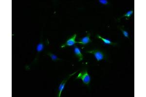 Immunofluorescence staining of U251 cells with ABIN7169537 at 1:100, counter-stained with DAPI.