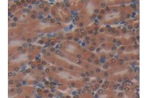 Detection of MAP2K2 in Mouse Kidney Tissue using Polyclonal Antibody to Mitogen Activated Protein Kinase Kinase 2 (MAP2K2)