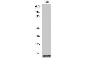Western Blotting (WB) image for anti-COX17 Cytochrome C Oxidase Assembly Protein 17 (COX17) (N-Term) antibody (ABIN3179976) (COX17 anticorps  (N-Term))
