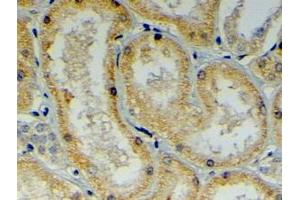 ABIN185192 (4µg/ml) staining of paraffin embedded Human Kidney. (DNAJB9 anticorps  (C-Term))