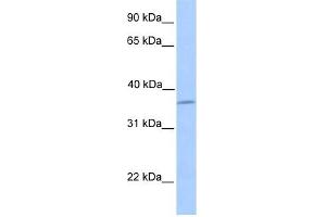 LAYN antibody used at 1 ug/ml to detect target protein. (Layilin anticorps  (N-Term))