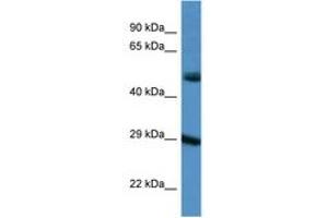 Image no. 1 for anti-Gap Junction Protein, delta 3, 31.9kDa (GJD3) (AA 198-247) antibody (ABIN6747566) (Gap Junction Protein, delta 3, 31.9kDa (GJD3) (AA 198-247) anticorps)