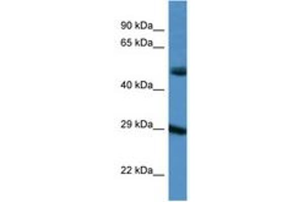 Gap Junction Protein, delta 3, 31.9kDa (GJD3) (AA 198-247) anticorps