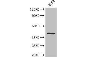 Western Blot Positive WB detected in: HL60 whole cell lysate All lanes: LUZP2 antibody at 2. (LUZP2 anticorps  (AA 20-346))