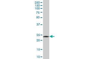 GZMH MaxPab polyclonal antibody. (GZMH anticorps  (AA 1-246))