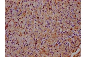 IHC image of ABIN7142862 diluted at 1:400 and staining in paraffin-embedded human pancreatic tissue performed on a Leica BondTM system.