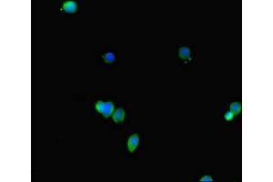 Immunofluorescent analysis of HepG2 cells using ABIN7152623 at dilution of 1:100 and Alexa Fluor 488-congugated AffiniPure Goat Anti-Rabbit IgG(H+L)