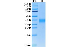 Cynomolgus TNFR1 on Tris-Bis PAGE under reduced condition.