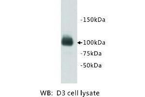 Image no. 2 for anti-PiggyBac Transposable Element Derived 5 (PGBD5) antibody (ABIN1112920) (PGBD5 anticorps)