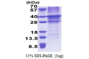 SDS-PAGE (SDS) image for Tissue Factor Pathway Inhibitor (Lipoprotein-Associated Coagulation Inhibitor) (TFPI) (AA 29-304) protein (His tag) (ABIN5853247)