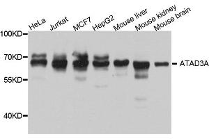 Western blot analysis of extracts of various cell lines, using ATAD3A antibody. (ATAD3A anticorps)