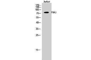 Western Blotting (WB) image for anti-Praja Ring Finger 2 (PJA2) (Internal Region) antibody (ABIN3186458) (PJA2 anticorps  (Internal Region))