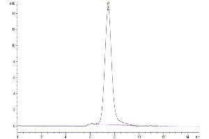 The purity of Human TIM-1 is greater than 95 % as determined by SEC-HPLC.