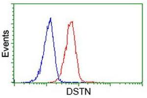 Image no. 6 for anti-Destrin (Actin Depolymerizing Factor) (DSTN) antibody (ABIN1497908)