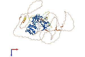 AlphaFold protein structure predicition of Mouse Recombinant Frmd7 Protein, UniprotID A2AD83