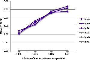 ELISA plate was coated with purified mouse IgGκ, IgMκ, IgAκ, IgGλ, IgMλ, and IgAλ. (Rat anti-Souris Immunoglobulin kappa Chain Complex (Igk) Anticorps (Biotin))