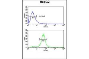 Flow cytometric analysis of HepG2 cells using RERE Antibody (N-term) Cat. (RERE anticorps  (N-Term))
