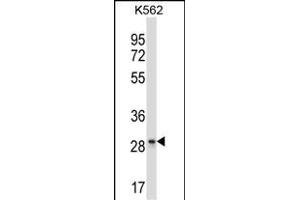 LAIR1 Antibody (Center) (ABIN657706 and ABIN2846697) western blot analysis in K562 cell line lysates (35 μg/lane). (LAIR1 anticorps  (AA 177-206))