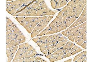 ABIN7096760 and ABIN7100826 at 1/100 staining rat muscle tissue by IHC-P. (EPX anticorps)