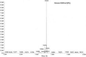 Mass Spectrometry (MS) image for Histone H3 (H3) (H3K9me) protein (ABIN2669569)