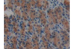 IHC-P analysis of Rat Stomach Tissue, with DAB staining. (AGRN anticorps  (AA 1206-1475))